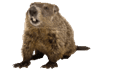 Groundhog Removal