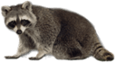 Raccoon Removal
