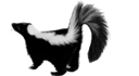 Skunk Removal