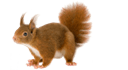 Squirrel Removal