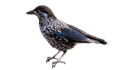 Bird Control
