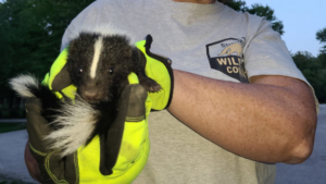 Rabies in Arkansas Wildlife